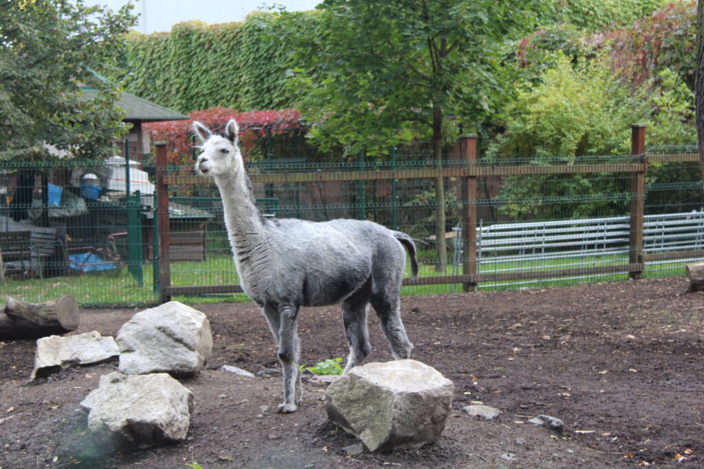 Hobby Park i Petr Bezruc Garden w Bohuminie z psem – zdjęcie 26