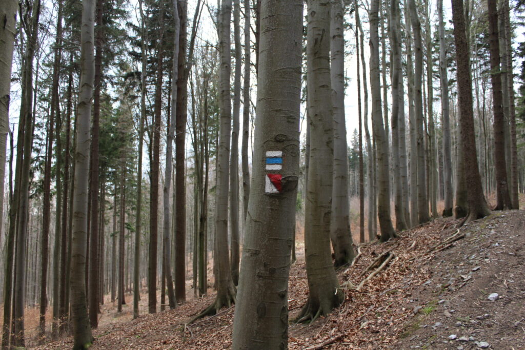 Příčný vrch z psem – zdjęcie 39